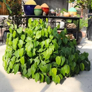 2 Black Pepper Live Plants – Piper nigrum Starter Vines – 4-6