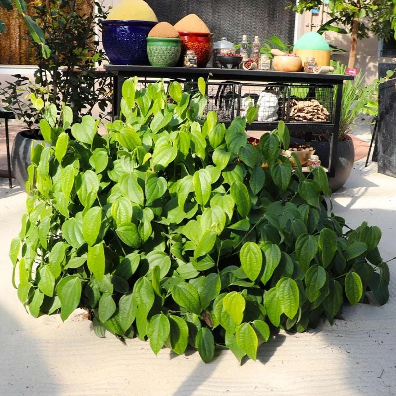 2 Black Pepper Live Plants – Piper nigrum Starter Vines – 4-6" Tall - Image 10