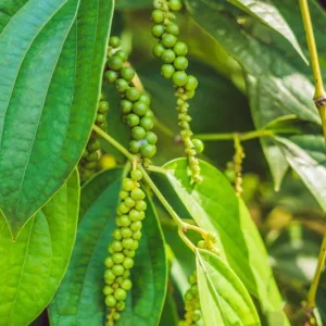 2 Black Pepper Live Plants – Piper nigrum Starter Vines – 4-6