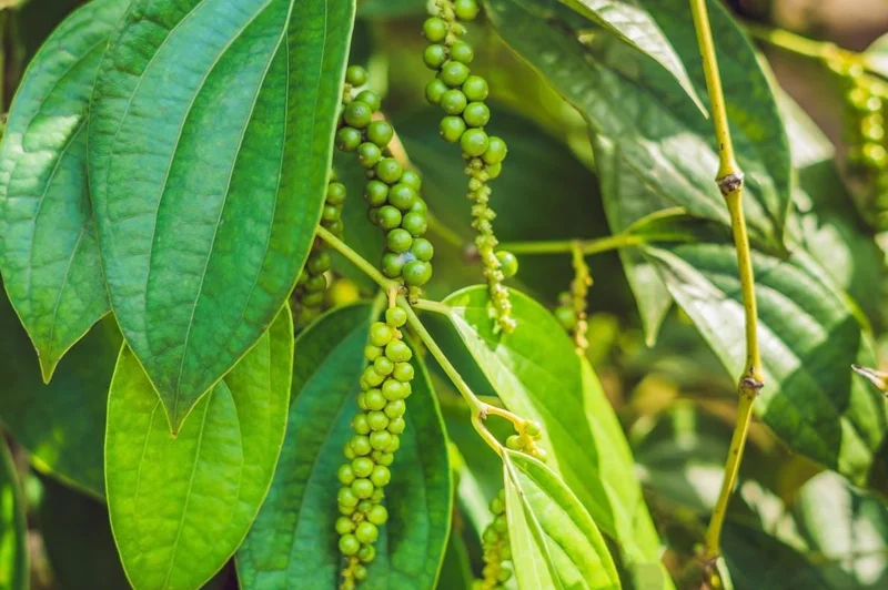 2 Black Pepper Live Plants – Piper nigrum Starter Vines – 4-6" Tall - Image 2