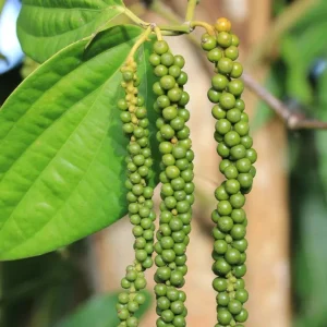 2 Black Pepper Live Plants – Piper nigrum Starter Vines – 4-6