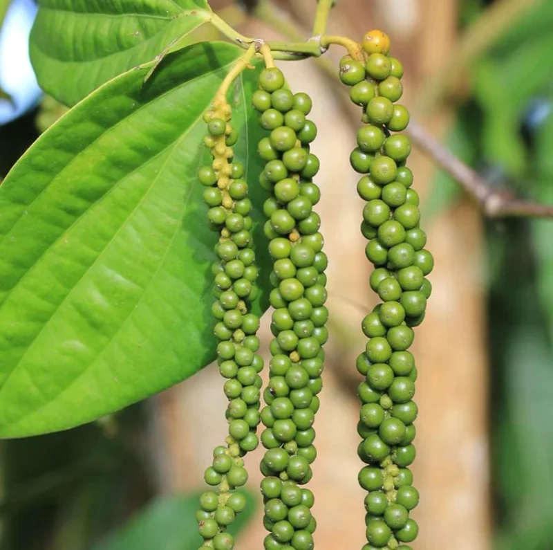 2 Black Pepper Live Plants – Piper nigrum Starter Vines – 4-6" Tall - Image 3