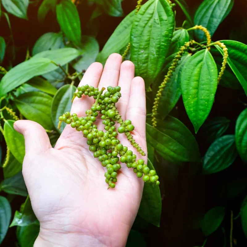 2 Black Pepper Live Plants – Piper nigrum Starter Vines – 4-6" Tall - Image 5