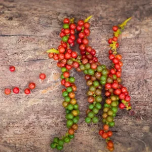 2 Black Pepper Live Plants – Piper nigrum Starter Vines – 4-6