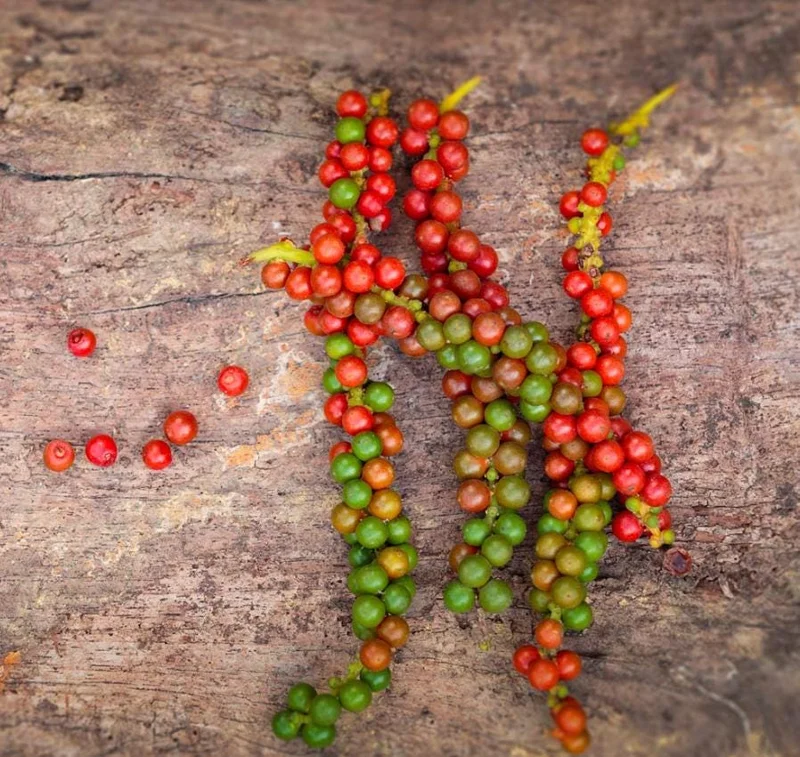 2 Black Pepper Live Plants – Piper nigrum Starter Vines – 4-6" Tall - Image 7