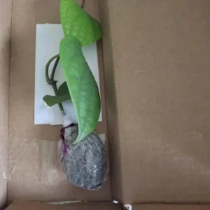 2 Black Pepper Live Plants – Piper nigrum Starter Vines – 4-6