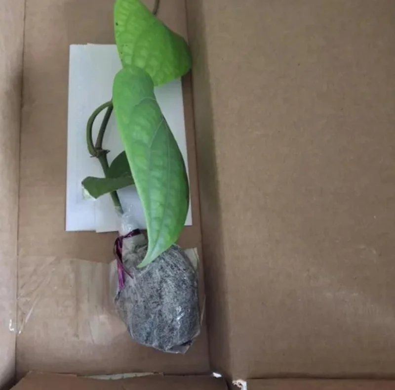 2 Black Pepper Live Plants – Piper nigrum Starter Vines – 4-6" Tall - Image 9