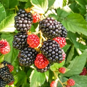 2 Chester Blackberry Plants - Thornless Live Starter - Sweet Fruit, Heat Tolerant - Image 2