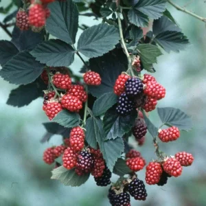 2 Chester Blackberry Plants - Thornless Live Starter - Sweet Fruit, Heat Tolerant - Image 4