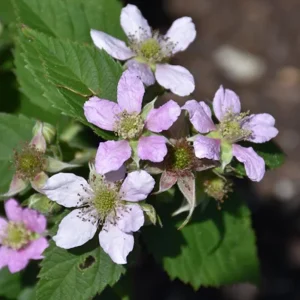 2 Chester Blackberry Plants - Thornless Live Starter - Sweet Fruit, Heat Tolerant - Image 6