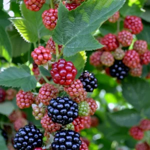 2 Chester Thornless Blackberry Starter Plants - Sweet Fruit, Heat Tolerant - Image 3
