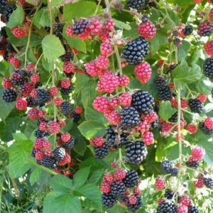 2 Chester Thornless Blackberry Starter Plants - Sweet Fruit, Heat Tolerant - Image 1