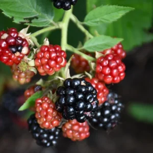 2 Chester Thornless Blackberry Starter Plants - Sweet Fruit, Heat Tolerant - Image 5