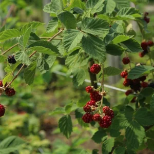 2 Chester Thornless Blackberry Starter Plants - Sweet Fruit, Heat Tolerant - Image 7