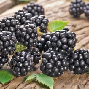 2 Chester Thornless Blackberry Starter Plants - Sweet Fruit, Heat Tolerant - Image 8