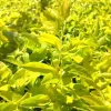 2 Duranta Yellow Live Plants – 4-6 Inch Starter Plants – Bright Yellow-Green Foliage – Outdoor - Image 1