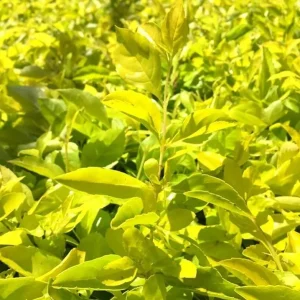2 Duranta Yellow Live Plants – 4-6 Inch Starter Plants – Bright Yellow-Green Foliage – Outdoor - Image 1