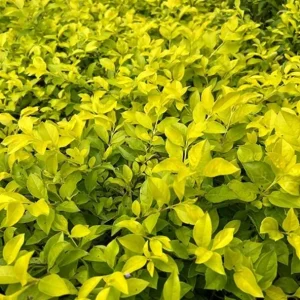 2 Duranta Yellow Live Plants – 4-6 Inch Starter Plants – Bright Yellow-Green Foliage – Outdoor - Image 3