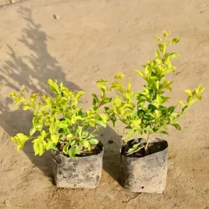 2 Duranta Yellow Live Plants – 4-6 Inch Starter Plants – Bright Yellow-Green Foliage – Outdoor - Image 5