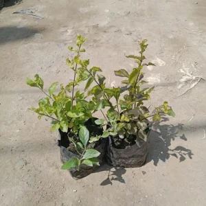 2 Duranta Yellow Live Plants – 4-6 Inch Starter Plants – Bright Yellow-Green Foliage – Outdoor - Image 6