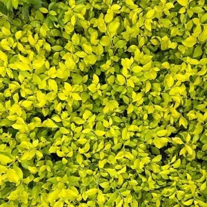 2 Duranta Yellow Live Plants – Starter Plants – 4-6 inch – Bright Yellow-Green Foliage – Drought Tolerant - Image 2