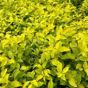 2 Duranta Yellow Live Plants – Starter Plants – 4-6 inch – Bright Yellow-Green Foliage – Drought Tolerant - Image 3