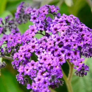 2 Heliotrope 'Fragrant Delight' Live Plants – 4-6