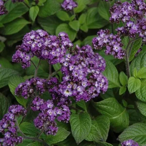 2 Heliotrope 'Fragrant Delight' Live Plants – 4-6