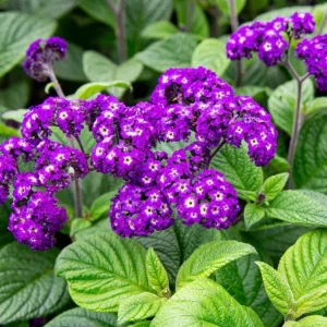 2 Heliotrope 'Fragrant Delight' Live Plants – 4-6