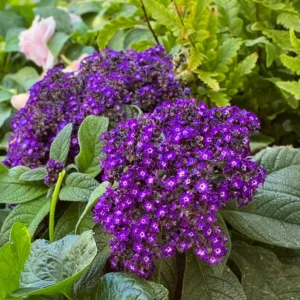 2 Heliotrope 'Fragrant Delight' Live Plants – 4-6