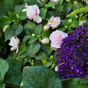 2 Heliotrope 'Fragrant Delight' Live Plants – 4-6