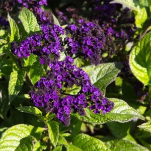 2 Heliotrope 'Fragrant Delight' Live Plants – 4-6