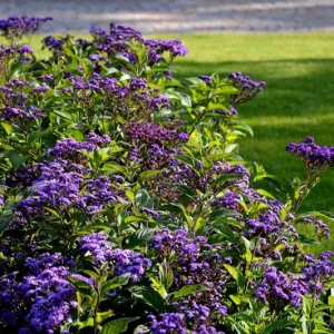 2 Heliotrope 'Fragrant Delight' Live Plants – 4-6