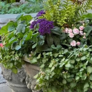 2 Heliotrope 'Fragrant Delight' Live Plants – 4-6