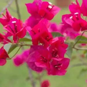 2 Juanita Hatten Bougainvillea Live Plants – 4-6