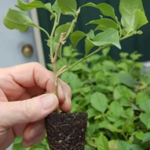 2 Juanita Hatten Bougainvillea Live Plants – 4-6