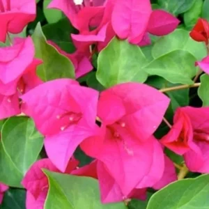 2 Live Bougainvillea Plants – Juanita Hatten Pink, 4-6 inches Tall – Outdoor Shrub - Image 1
