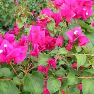 2 Live Bougainvillea Plants – Juanita Hatten Pink, 4-6 inches Tall – Outdoor Shrub - Image 2