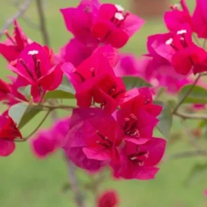 2 Live Bougainvillea Plants – Juanita Hatten Pink, 4-6 inches Tall – Outdoor Shrub - Image 3