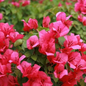 2 Live Bougainvillea Plants – Juanita Hatten Pink, 4-6 inches Tall – Outdoor Shrub - Image 5