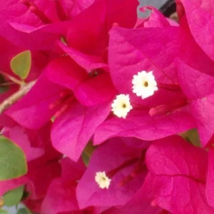 2 Live Bougainvillea Plants – Juanita Hatten Pink, 4-6 inches Tall – Outdoor Shrub - Image 6