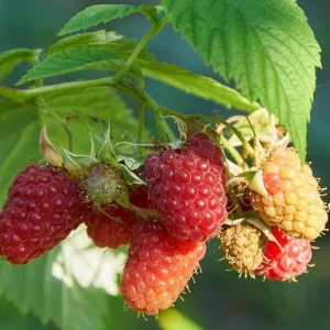 2 Live Caroline Red Raspberry Plants - 4-6