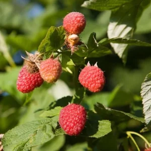 2 Live Caroline Red Raspberry Plants - 4-6