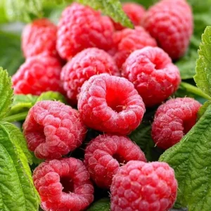 2 Live Caroline Red Raspberry Plants - 4-6