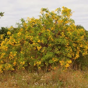 2 Live Cassia Butterfly Bush Plants – Senna bicapsularis – 4-6