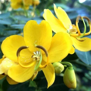 2 Live Cassia Butterfly Bush Plants – Senna bicapsularis – 4-6