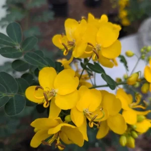 2 Live Cassia Butterfly Bush Plants – Senna bicapsularis – 4-6