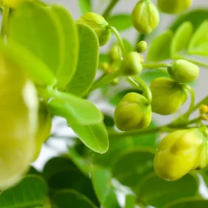 2 Live Cassia Butterfly Bush Plants – Senna bicapsularis – 4-6