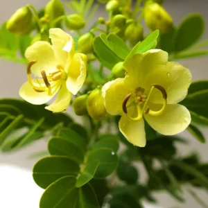 2 Live Cassia Butterfly Bush Plants – Senna bicapsularis – 4-6