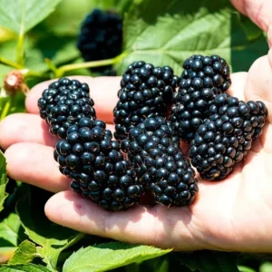 2 Navaho Thornless Blackberry Live Starter Plants - Sweet Fruit, Upright - Image 5